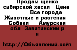 Продам щенка сибирской хаски › Цена ­ 8 000 - Все города Животные и растения » Собаки   . Амурская обл.,Завитинский р-н